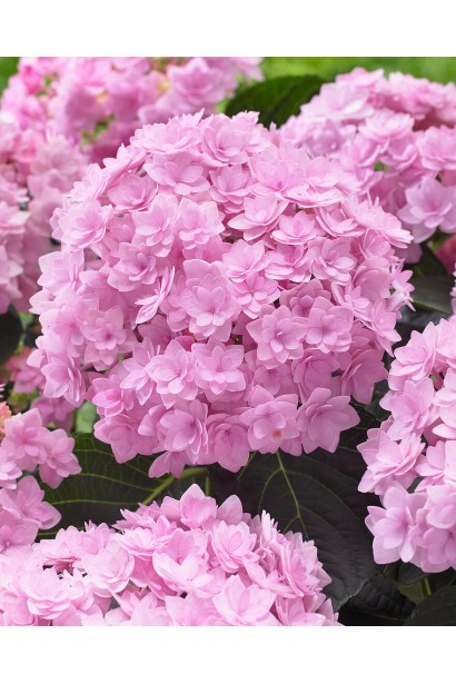 Крупний план квітки Hydrangea Macrophylla Romance / You & Me з ніжно-рожевими пелюстками. 